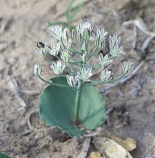 Image result for Eriospermum seineri