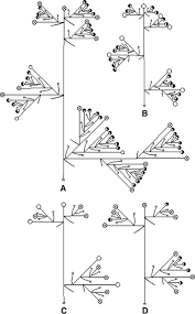 Image result for Scleria melanomphala