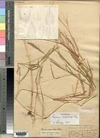 Image result for Panicum zambesiense