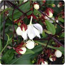 Image result for Clerodendrum silvanum