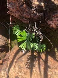 Image result for Actiniopteris dimorpha