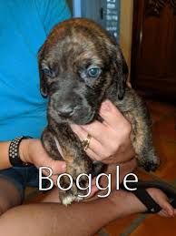 It's also free to list your available puppies and litters on our site. Harper Ii S Pup Boggle S Web Page