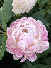 Dahlia Kelgai Ann Summer Flowers Dahlia Beautiful Flowers