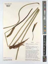 Image result for Pycreus cuanzensis