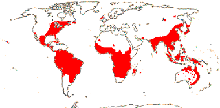 Image result for Alloeochaete geniculata