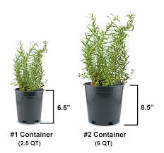 Image result for rosemary container
