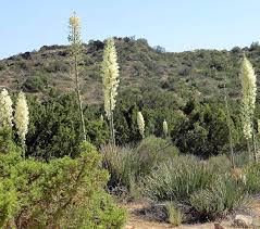 Female moths collect pollen and at the same time lay eggs inside. Scv News Yucca Plant Of Many Uses Scvnews Com