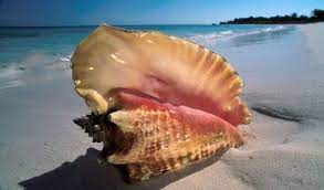 Video de caracoles de mar. Aquaservice Que Sabes De Los Curiosos Caracoles De Mar Beautiful Sea Creatures Ocean Treasures Sea Creatures