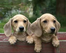 Including the yorkie, chihuahua, morkie, maltese, poodle, labradoodle, cockapoo, maltipoo, pomeranian, shih tzu, and more. Akc Miniature Dachshund Puppies For Sale In Kelso Washington Classified Americanlisted Com