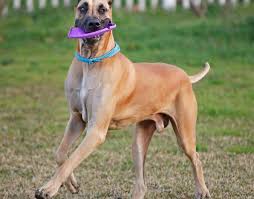 They are good with kids and vet checked. Great Dane From Mesquite To Compete In Westminster Dog Show