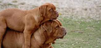 Check spelling or type a new query. Dogue De Bordeaux Caractere Sante Entretien Education Et Conseils