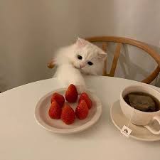 Aeshetic Red Kedi Cat Cilek Strawberry Tumbrl Edit Kpop Photo Resim Fotograf Kirmizi Vintage In 2020 Cute Cats Cat Aesthetic Cats