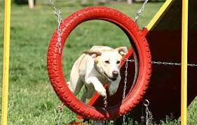 Make sure the holes are parallel and directly across from one another so that you can insert a to make the weave poles stay upright, use a t connector at each end with some extra pieces of pipe sticking out horizontally. 9 Diy Dog Agility Courses Homemade Agility Obstacles For Fun Training