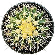 How much water do i need? Amazon Com Golden Barrel Cactus 4 Inch Garden Outdoor