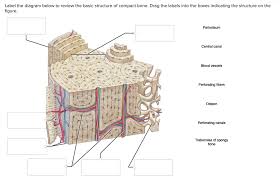 Maybe you would like to learn more about one of these? Label The Diagram Below To Review The Basic Structure Chegg Com