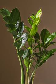 Image result for Zamiokulkas Zamioculcas