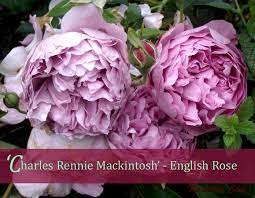 (ausren) english shrub rose bred by david austin. Blissfullicious Former Blog Mackintosh Rose English Roses Rose