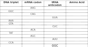 Codon dictionary worksheet to the right is a codon dictionary. Solved Dna Triplet Ggc Aaa Gta Tat Cca Mrna Codon Cag Aca Agc Trna Anticodon Ijija Cuc Ai Jij Ggc Amino Acid This Question Was Created From Codo Course Hero