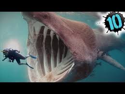 Top 10 Most Dangerous Animals In The World Dangerous Animals Deadly Animals Animals