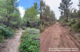 45 inspirational forest tattoo ideas | cuded. N Tatalias In Tatoi For Fire Protection Projects Athens 9 84