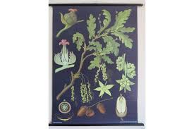 Vintage Botanical School Chart Of Oak Jung Koch Quentell