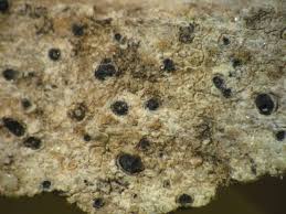 La détermination des bagliettoa nécessite toujours l'examen de coupes longitudinales de périthèces observées en place. Bgbm Lichens Aegean Verrucaria