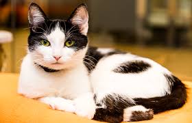 We are dedicated to providing. Financial Aid For Pets Best Friends Animal Society