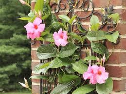 Jenis bunga untuk taman harus anda perhatikan cara membuat taman di rumah agar taman yang anda bunga begonia ini akan hidup dengan subur pada tempat yang mendapatkan sinar matahari. 5 Tanaman Merambat Untuk Hias Dinding Agar Rumah Cantik