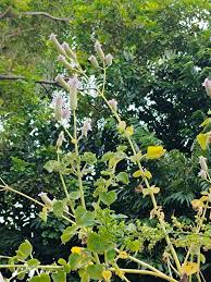 Image result for Sporobolus bechuanicus