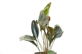Image result for Elaphoglossum aubertii