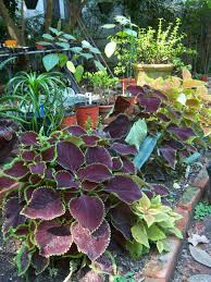 Image result for Coleus tetragonus