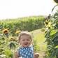 Wea Creek Orchard's Annual Sunflower Festival