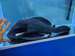 Pin On Aquarium Co Op Fish Pictures