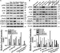 Check spelling or type a new query. Down Regulation Of Mir 301a 3p Reduces Burn Induced Vascular Endothelial Apoptosis By Potentiating Hmsc Secreted Igf 1 And Pi3k Akt Foxo3a Pathway Sciencedirect