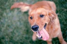However, one question we're frequently asked is how much does dog dental care costs can vary significantly with region of the country and degree of dental disease, says morgan. An Expert Guide To Pet Dental Exams Vet Approved Advice