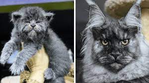 Maine coons are just big kittens at that age. This Entire Litter Of Maine Coon Kittens Were Born With Grumpy Faces And They Re Adorable Youtube
