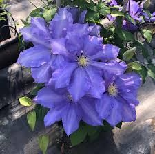 Year after year, hf young gives loads of purple/blue flowers in june and often repeats in late summer with never a hint of disease or winter damage. Clematis Hf Young In Wonderful Plant Heritage Guernsey Facebook