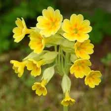 Maybe you would like to learn more about one of these? Primula Primrose
