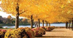 Fall Leaves In Full Color At Chicago Botanic Garden Fall Travel Outdoors Adventure Great River