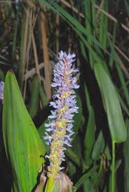 Image result for Pontederiaceae