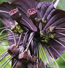 Black Bat Flower Essence Lotuswei