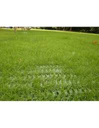 Anping county shuangfan wire mesh co., ltd. Heavy Duty Grass Protection Mesh 14mm Thick