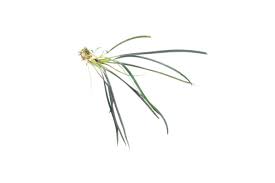 Image result for Limeum fenestratum