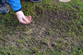 How to get rid of excess soil from garden uk. Ants Rhs Gardening