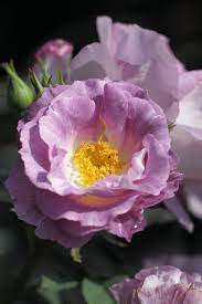 Rose illustration english rose tattoos david austin rosen parfum rose rose garden design heirloom roses hydrangea serrata blue hydrangea rose hedge david austin rosen temple bells farm gardens. Versand Gratis Rose Blue For You Lubera De