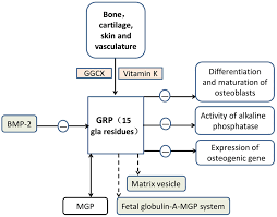 Covalent bonds are a type of chemical bonding formed by the sharing of electrons in the valence shells of the atoms. Vitamin K Dependent Proteins Involved In Bone And Cardiovascular Health Review
