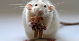 Un astfel de vis daca visezi ca ai parul colorat in mai multe suvite, inseamna ca esti o persoana plina de indoieli care nu poate lua o decizie singura. Ce InseamnÄƒ Cand Visezi Sobolani Sau Soareci Zenivers Ro