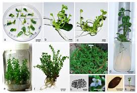 Image result for Bacopa monnieri