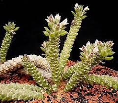 Image result for Synadenium kirkii