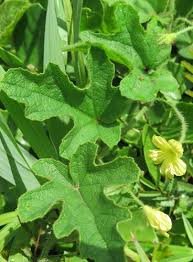 Image result for Coccinia senensis